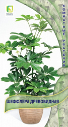 shefflera_drevovidnaya