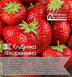 Флорентина