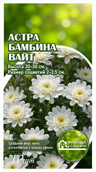 Астра Бамбина Вайт