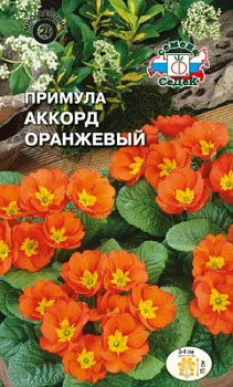 primula_akkord_oranzhevyy