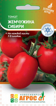 томат жемчужина сибири
