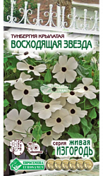 Тунбергия ВОСХОДЯЩАЯ ЗВЕЗДА