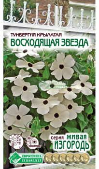 Тунбергия ВОСХОДЯЩАЯ ЗВЕЗДА