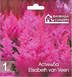 Астильба Elisabeth van Veen