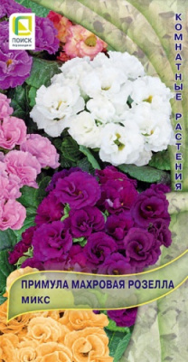 primula_mahrov_rozella_mix