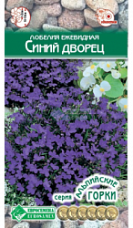 Лобелия Синий дворец