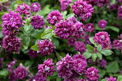 Клематис Purpurea Plena Elegans