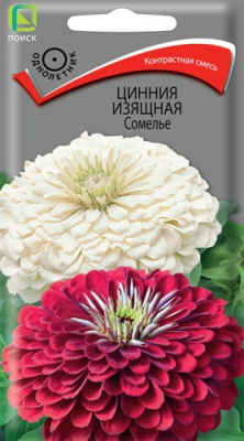 tsinniya_izyashchnaya_somele