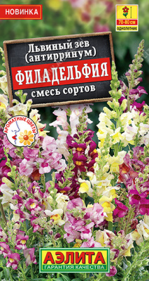 Львиный зев Филадельфия