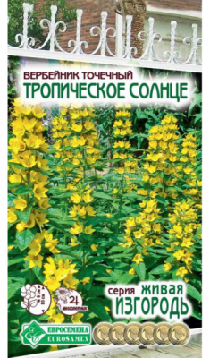 Вербейник Тропическое солнце