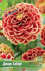 Dahlia%20Jowey%20Hubert 1