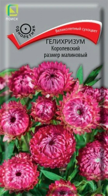 Гелихризум Королевский размер малиновый