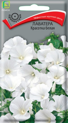 lavatera_krasotka_belaya