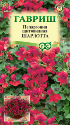 Пеларгония Шарлотта