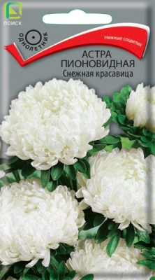 Астра пионовидная Снежная красавица