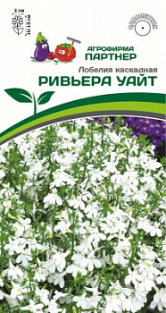 Лобелия ривьера Уайт