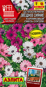 Остеоспермум Звездное сияние