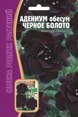 Адениум черное болото