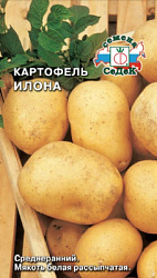 kartofel_ilona