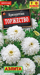 Хризантема торжество