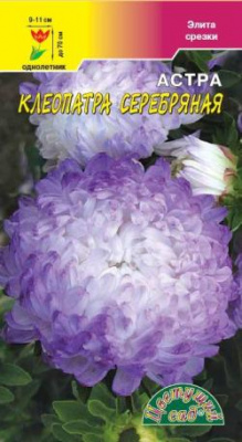 Астра Клеопатра Серебряная
