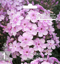 Флокс Эденс Смайл