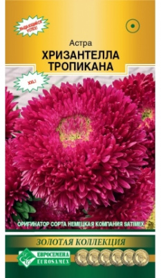 Астра Хризантелла Тропикана