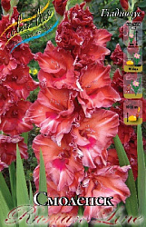 Gladiolus Smolensk
