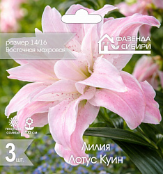 Лилия Лотус Куин