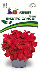Колеус Визард Сансет
