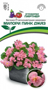 Бегония милори пинк джаз