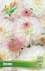Dahlia%20Eveline 1