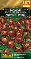 Бархатцы Черный принц