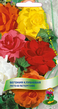 Бегония клубневая Лето в Петергофе