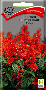 salvia sverkauschaya koster