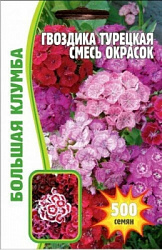 Гвоздика турецкая