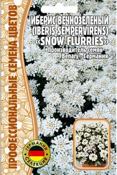 iberis_vechnozelenyj_iberis_sempervirens_snow_flurries-500x500