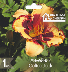 Лилейник Calico Jack