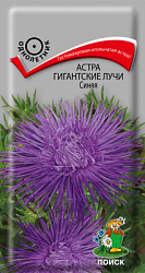 Астра Гигантские лучи Синяя