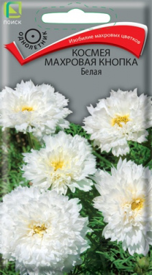 kosmeya_makhrovaya_knopka_belaya