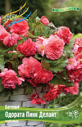 Begonia Odorata Pink Delight