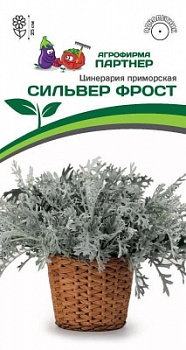 Цинерария Приморская СИЛЬВЕР Фрост