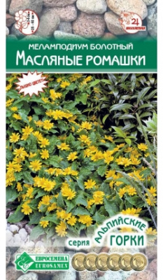 маслян ромашки