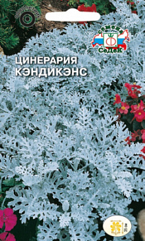 tsinerariya_kendikens_morskaya