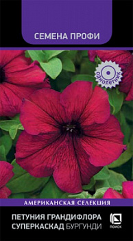 petunia_grandiflora_superkaskad_burgundi
