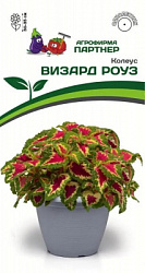 Колеус визард роуз