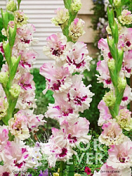 Gladiolus Mesja