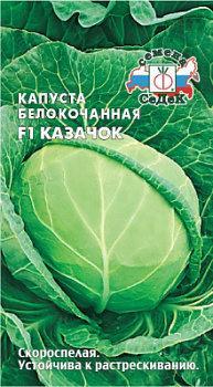 kapusta_kazachok_f1