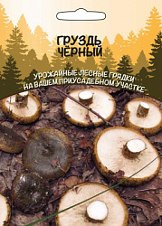 gruzd-chernyy