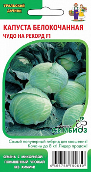 kapusta-belokochannaya-chudo-na-rekord-f1-1